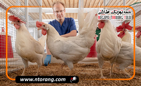 نقش هورمون‌ها در فرآیند تولید تخم مرغ و بلوغ جنسی مرغ‌ها